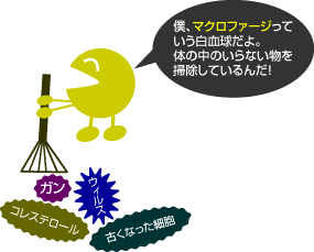 僕、マクロファージっていう白血球だよ。体の中のいらない物を掃除しているんだ！